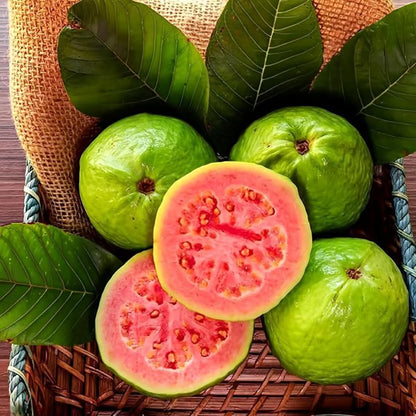 🌿 Live Pink Guava Tree | Fast-Growing, High Yield & Easy to Grow at Home-EDC
