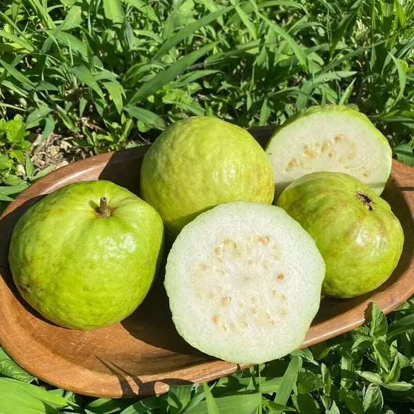 🌿 Live Pink Guava Tree | Fast-Growing, High Yield & Easy to Grow at Home-EDC