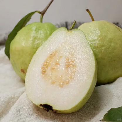 🌿 Live Pink Guava Tree | Fast-Growing, High Yield & Easy to Grow at Home-EDC