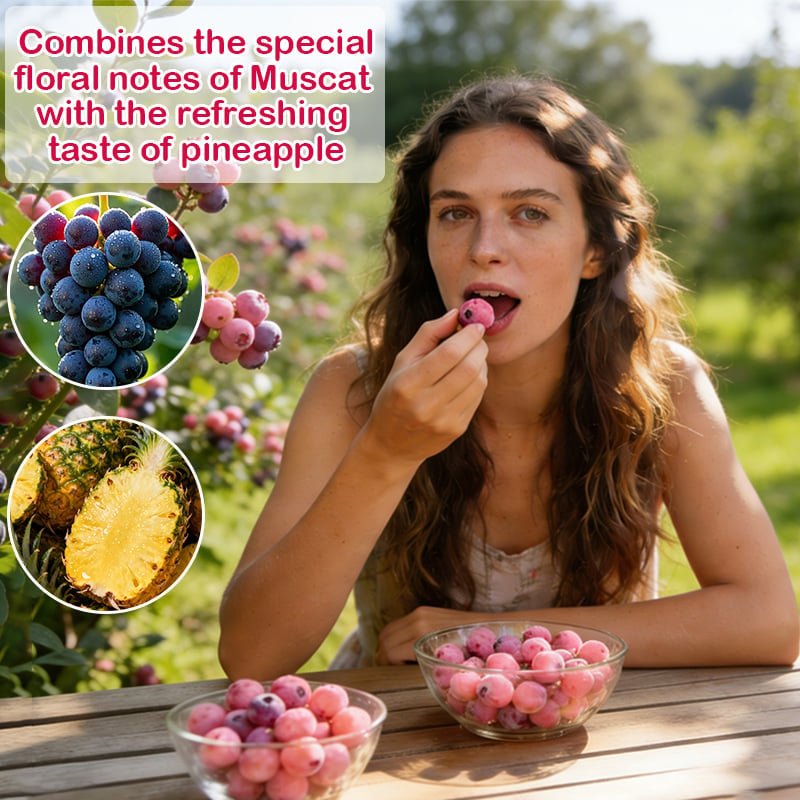 🔥50K+ SOLD!💟Premium Pink Blueberry Seeds - 😋A Uniquely Delightful Taste - EDC - cartographermarket