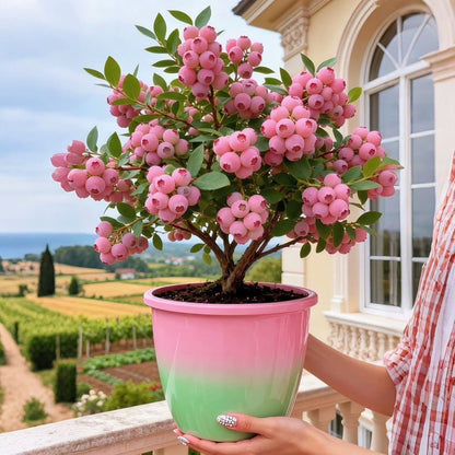 🔥50K+ SOLD!💟Premium Pink Blueberry Seeds - 😋A Uniquely Delightful Taste - EDC - cartographermarket