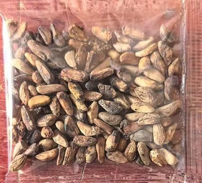 10 Premium Seeds