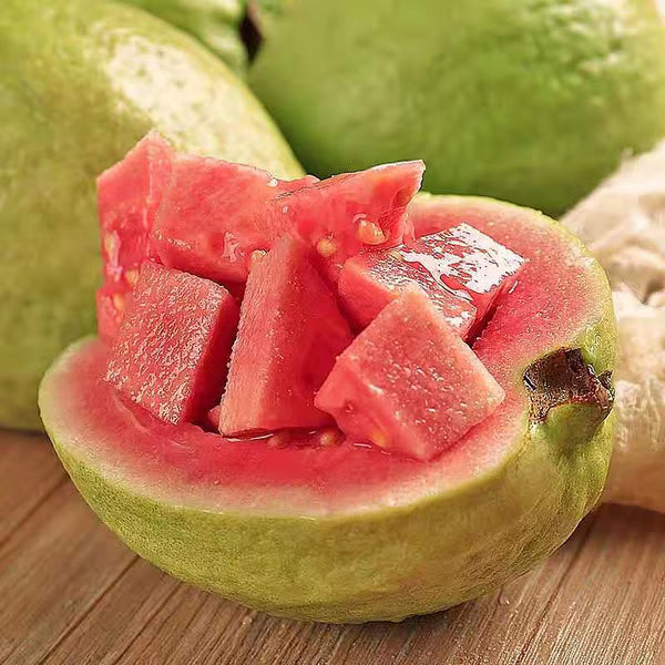 🌿 Live Pink Guava Tree | Fast-Growing, High Yield & Easy to Grow at Home-EDC