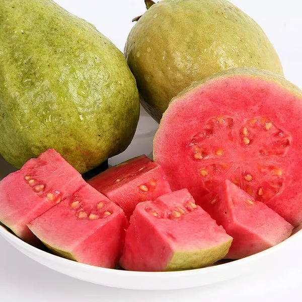 🌿 Live Pink Guava Tree | Fast-Growing, High Yield & Easy to Grow at Home-EDC