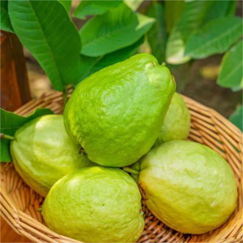 🌿 Live Pink Guava Tree | Fast-Growing, High Yield & Easy to Grow at Home-EDC