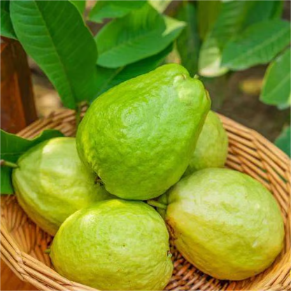 🌿 Live Pink Guava Tree | Fast-Growing, High Yield & Easy to Grow at Home-EDC