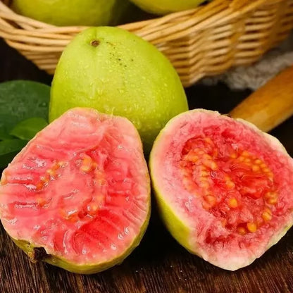 🌿 Live Pink Guava Tree | Fast-Growing, High Yield & Easy to Grow at Home-EDC