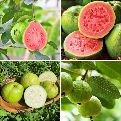 🌿 Live Pink Guava Tree | Fast-Growing, High Yield & Easy to Grow at Home-EDC