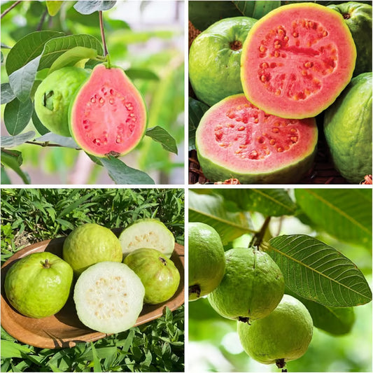 🌿 Live Pink Guava Tree | Fast-Growing, High Yield & Easy to Grow at Home-EDC