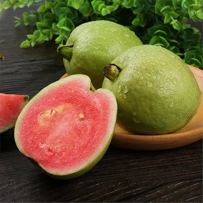🌿 Live Pink Guava Tree | Fast-Growing, High Yield & Easy to Grow at Home-EDC