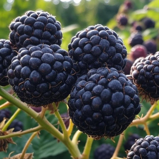 🍇 Black Raspberry Seeds 🌱 Hardy Perennial Fruit Tree Seeds Easy Grow Home Garden-VIM