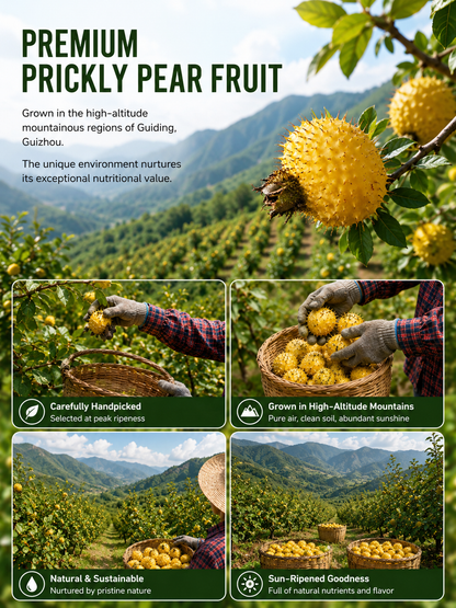 Premium Dried Prickly Pear Fruit – Naturally Sweet & Rich in Vitamin C-OKN