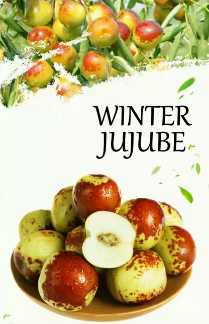 😋🔥Eat winter jujube regularly, nutritious and healthy-OKN