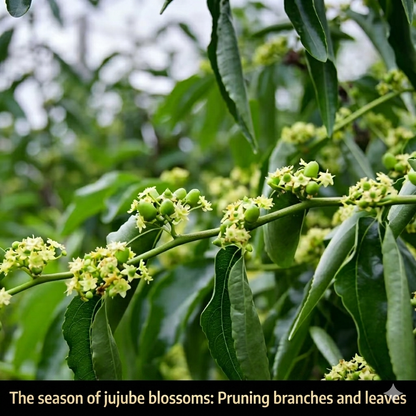 😋🔥Eat winter jujube regularly, nutritious and healthy-OKN