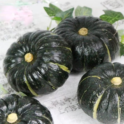 Beibei Pumpkin Seeds - Money Back Guarantee if It Doesn’t Grow! - EDC - cartographermarket