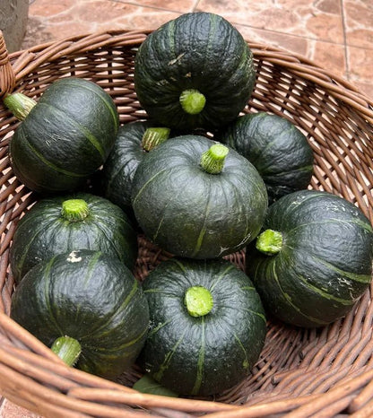Beibei Pumpkin Seeds - Money Back Guarantee if It Doesn’t Grow! - EDC - cartographermarket