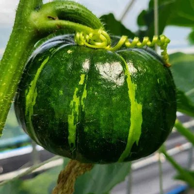 Beibei Pumpkin Seeds - Money Back Guarantee if It Doesn’t Grow! - EDC - cartographermarket