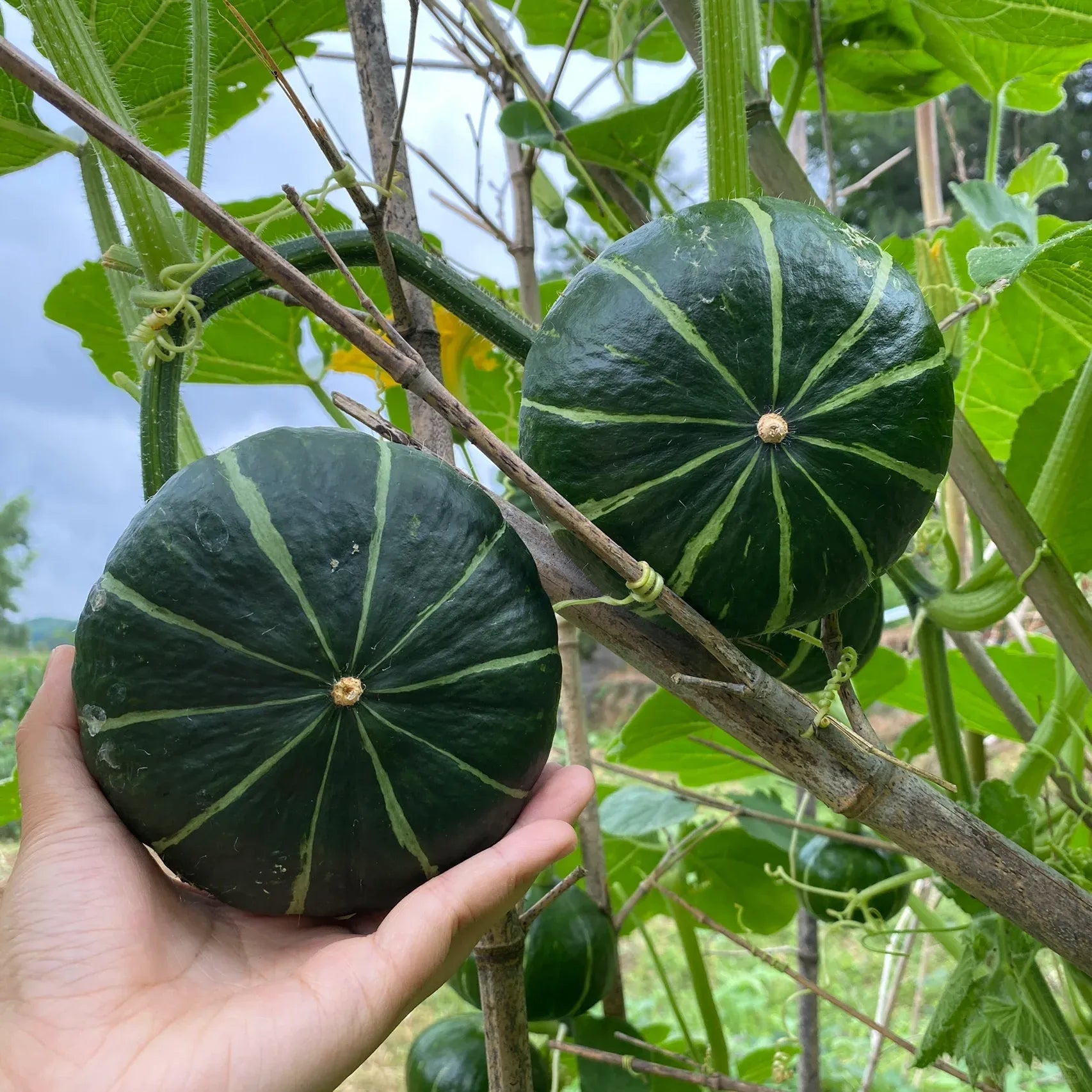 Beibei Pumpkin Seeds - Money Back Guarantee if It Doesn’t Grow! - EDC - cartographermarket