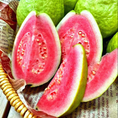 🌿 Live Pink Guava Tree | Fast-Growing, High Yield & Easy to Grow at Home-EDC
