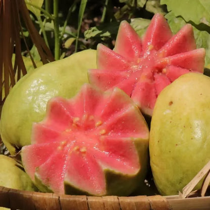 🌿 Live Pink Guava Tree | Fast-Growing, High Yield & Easy to Grow at Home-EDC