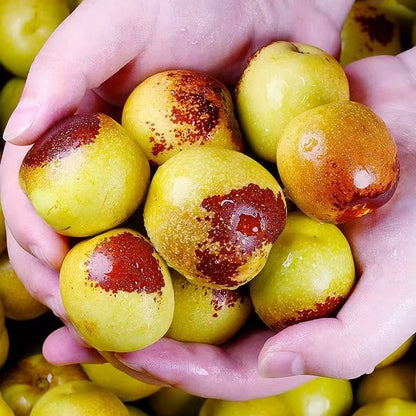 😋🔥Eat winter jujube regularly, nutritious and healthy-OKN