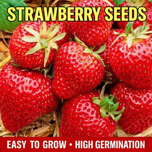 【Guaranteed to Sprout 🍓】Premium Strawberry Seeds — EDC1 - cartographermarket