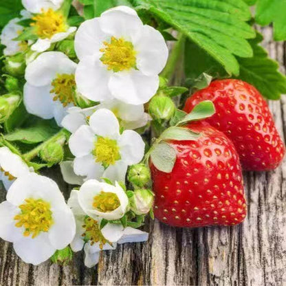 【Guaranteed to Sprout 🍓】Premium Strawberry Seeds — EDC1 - cartographermarket