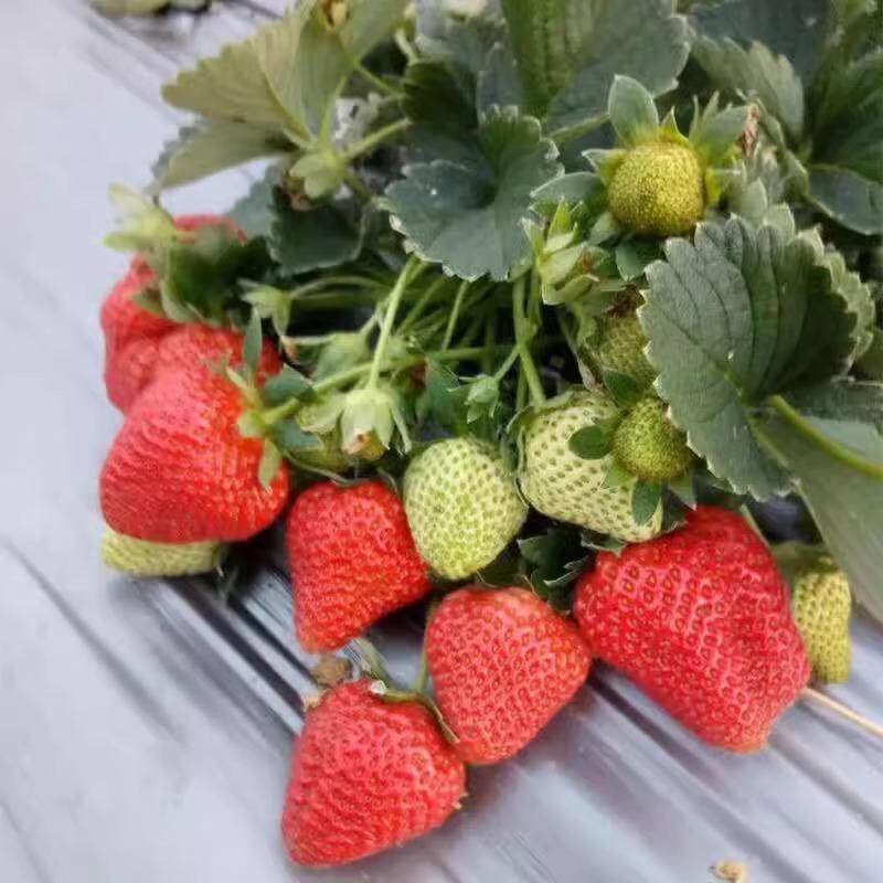 【Guaranteed to Sprout 🍓】Premium Strawberry Seeds — EDC1 - cartographermarket