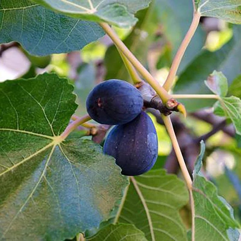 🌱 Harvest Sweet Figs in Your Own Backyard: Fast - Growing & Hardy Variety | Premium Nursery Grade Selection ✨ - EDC - cartographermarket