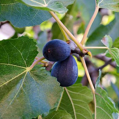 🌱 Harvest Sweet Figs in Your Own Backyard: Fast - Growing & Hardy Variety | Premium Nursery Grade Selection ✨ - EDC - cartographermarket