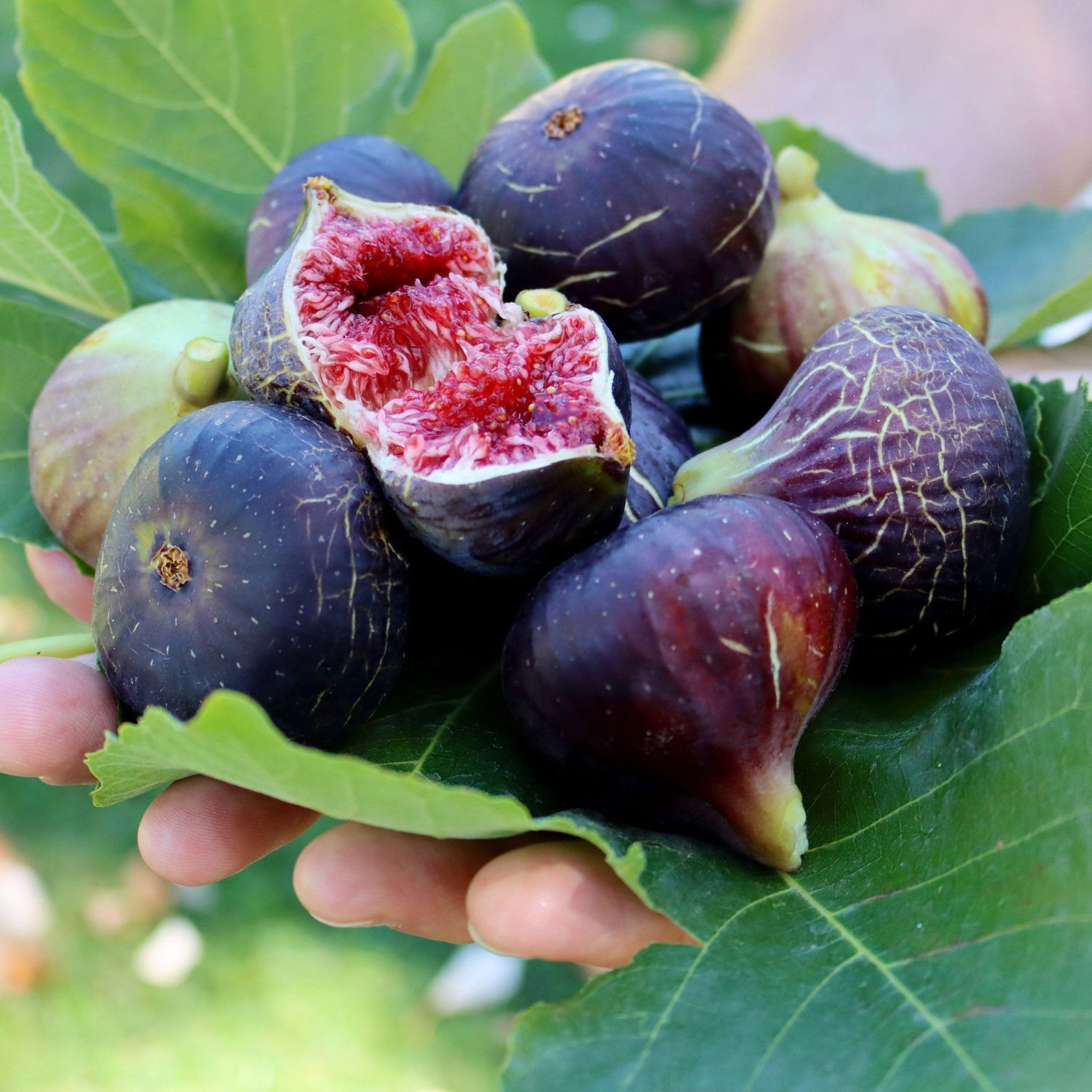 🌱 Harvest Sweet Figs in Your Own Backyard: Fast - Growing & Hardy Variety | Premium Nursery Grade Selection ✨ - EDC - cartographermarket