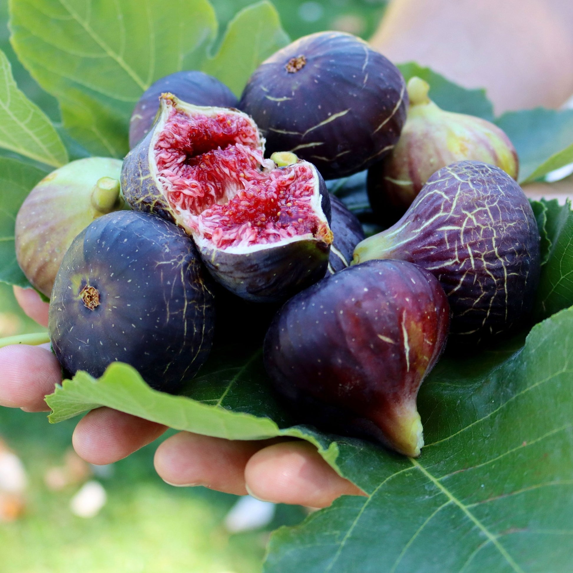 🌱 Harvest Sweet Figs in Your Own Backyard: Fast - Growing & Hardy Variety | Premium Nursery Grade Selection ✨ - EDC - cartographermarket