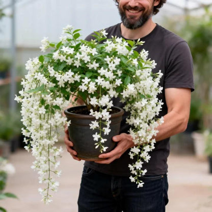 🌸Jasmine Flower Seeds – Guaranteed to Grow or Your Money Back! - EDC - cartographermarket