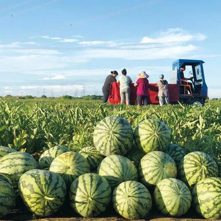 Lazy Man's Watermelon Seeds - Money Back Guarantee if It Doesn’t Grow! - EDC - cartographermarket
