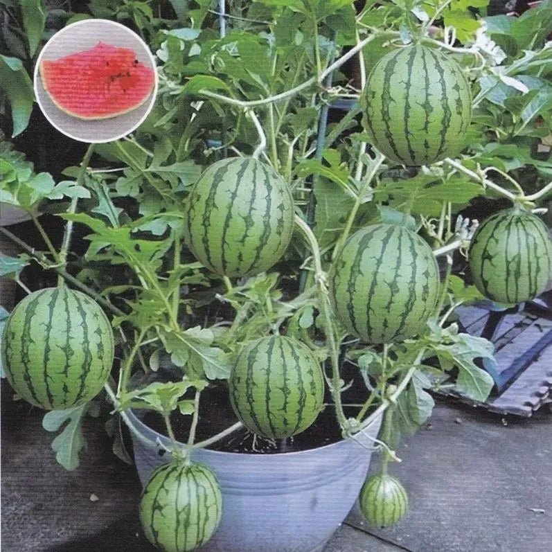 Lazy Man's Watermelon Seeds - Money Back Guarantee if It Doesn’t Grow! - EDC - cartographermarket