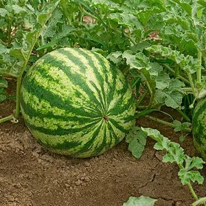Lazy Man's Watermelon Seeds - Money Back Guarantee if It Doesn’t Grow! - EDC - cartographermarket
