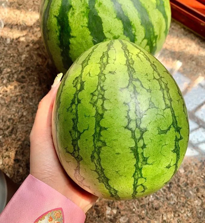 Lazy Man's Watermelon Seeds - Money Back Guarantee if It Doesn’t Grow! - EDC - cartographermarket