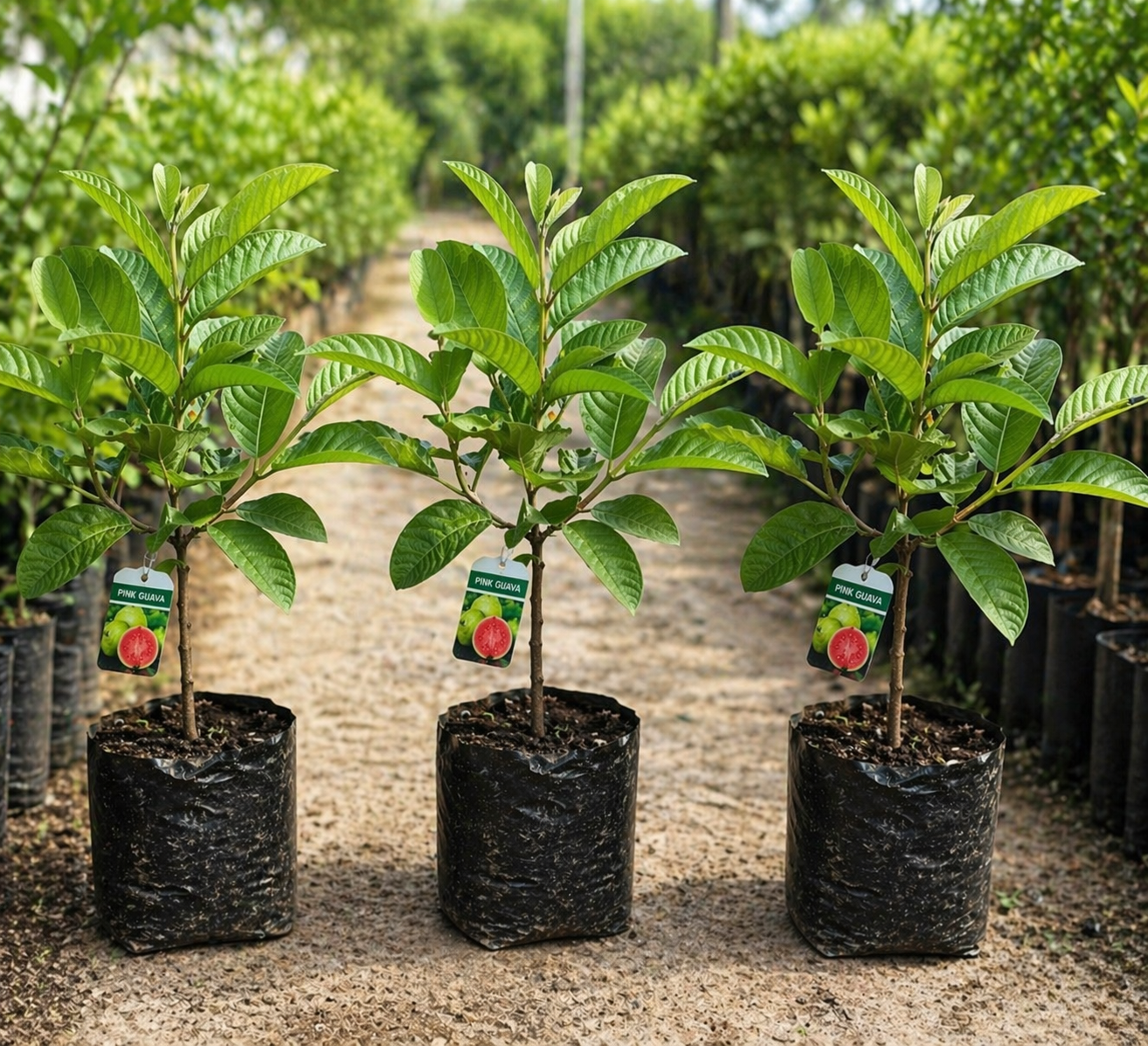 🌿 Live Pink Guava Tree | Fast - Growing, High Yield & Easy to Grow at Home - EDC - cartographermarket