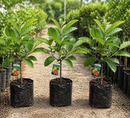 🌿 Live Pink Guava Tree | Fast - Growing, High Yield & Easy to Grow at Home - EDC - cartographermarket