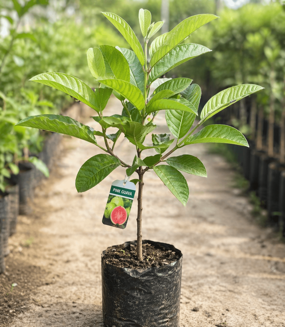 🌿 Live Pink Guava Tree | Fast - Growing, High Yield & Easy to Grow at Home - EDC - cartographermarket