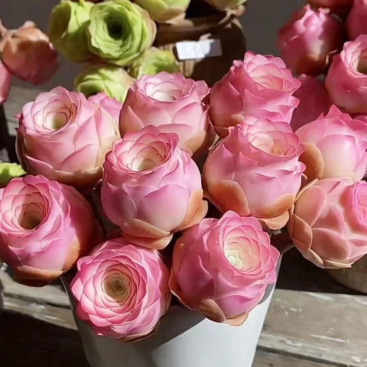 Mountain Roses Seeds (Greenovia) - Rare pink succulent - EDC - cartographermarket