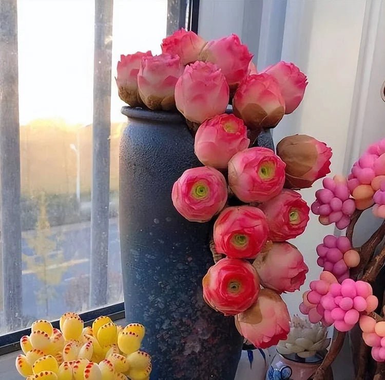 Mountain Roses Seeds (Greenovia) - Rare pink succulent - EDC - cartographermarket