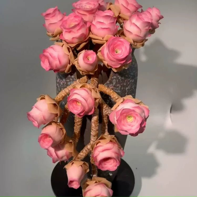 Mountain Roses Seeds (Greenovia) - Rare pink succulent - EDC - cartographermarket