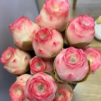 Mountain Roses Seeds (Greenovia) - Rare pink succulent - EDC - cartographermarket