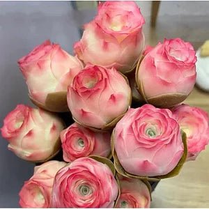 Mountain Roses Seeds (Greenovia) - Rare pink succulent - EDC - cartographermarket