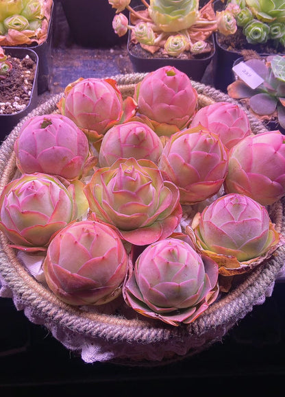 Mountain Roses Seeds (Greenovia) - Rare pink succulent - EDC - cartographermarket