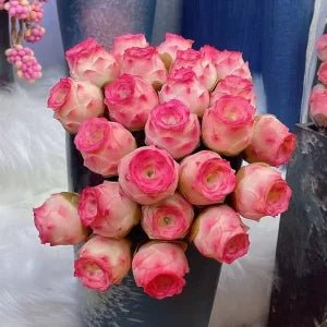 Mountain Roses Seeds (Greenovia) - Rare pink succulent - EDC - cartographermarket