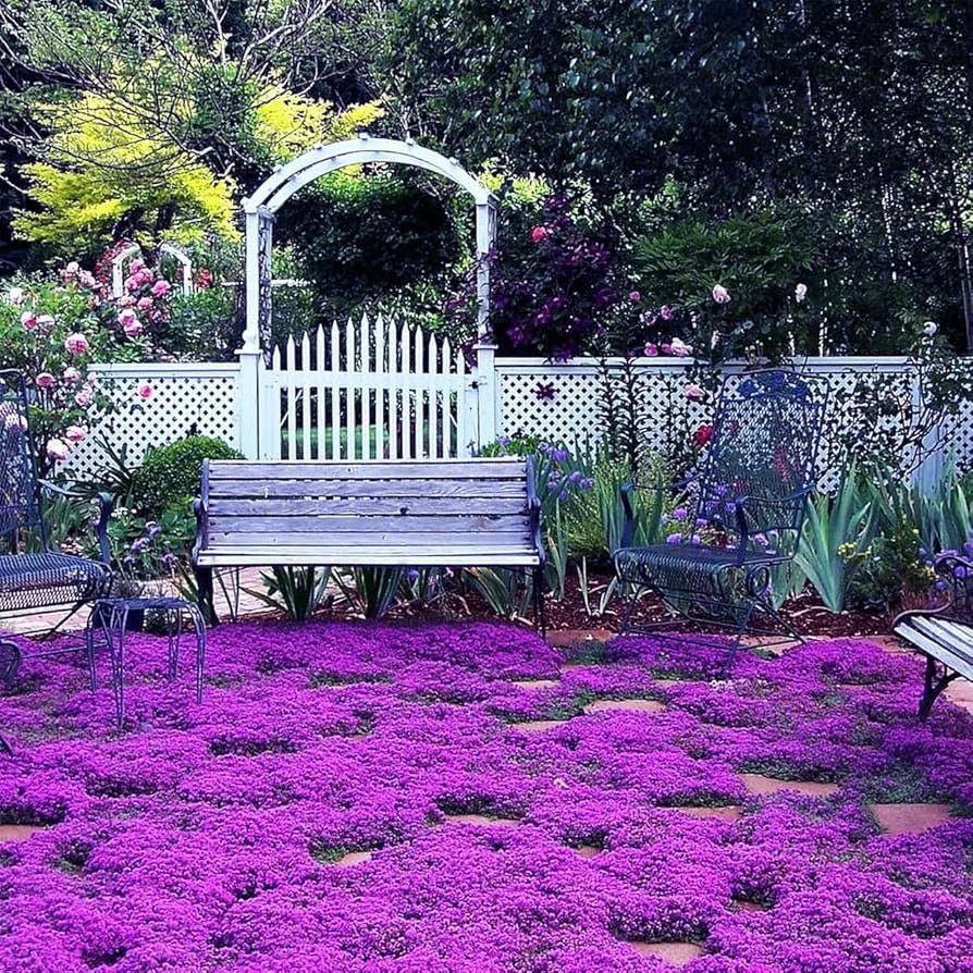📣Optimal Ground Cover✨Creeping Thyme Seeds - Guaranteed to Grow or Your Money Back! - EDC1 - cartographermarket