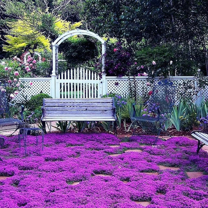 📣Optimal Ground Cover✨Creeping Thyme Seeds - Guaranteed to Grow or Your Money Back! - EDC1 - cartographermarket
