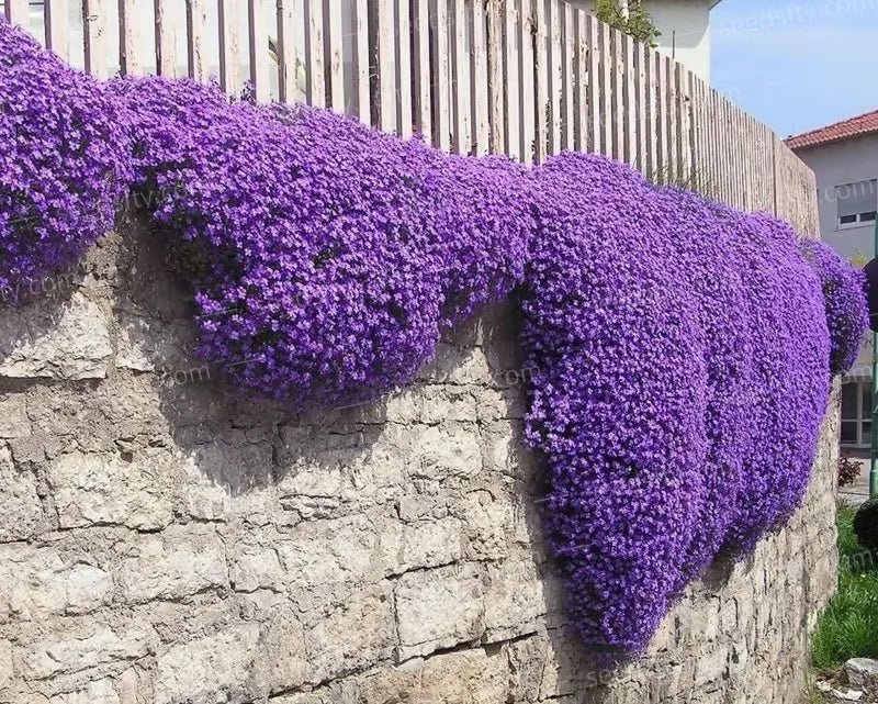 📣Optimal Ground Cover✨Creeping Thyme Seeds - Guaranteed to Grow or Your Money Back! - EDC1 - cartographermarket